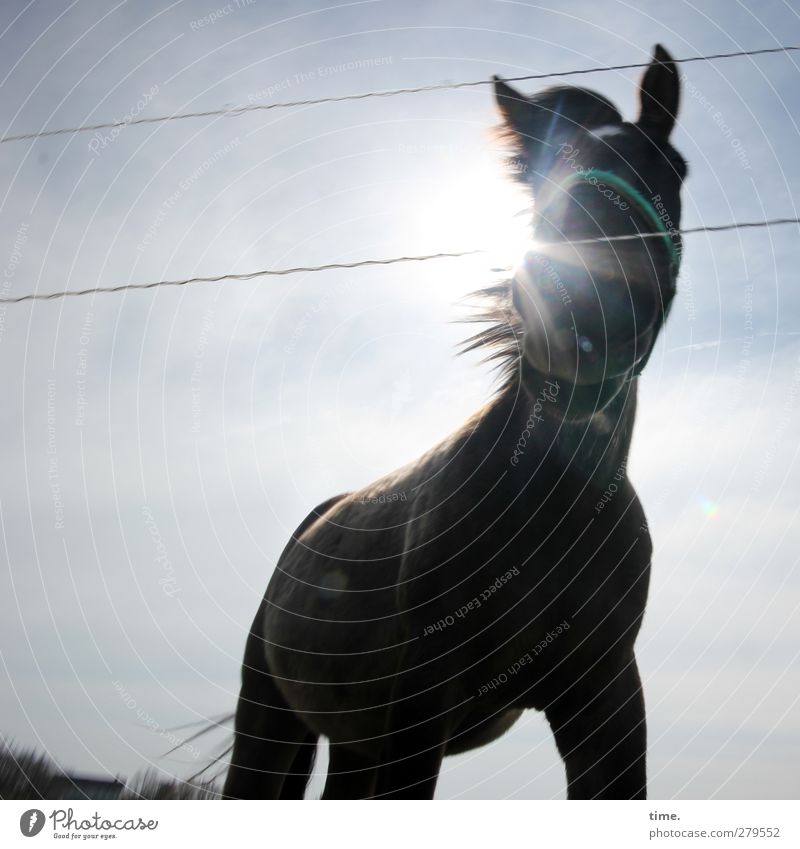 Hiddensee | Backlit willowzausel mare Sky Sun Beautiful weather Animal Farm animal Horse 1 Fence Halter Observe Stand Authentic Large Muscular Natural Curiosity