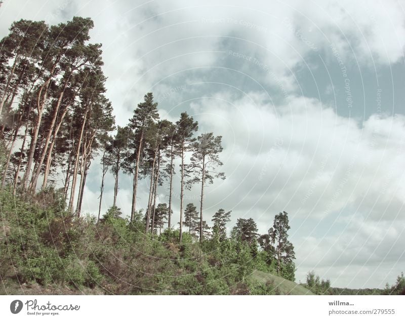on the coast... pines trees bushes Bushes Landscape Sky Clouds Tree Clump of trees Forest Free Brandenburg Slope Nature