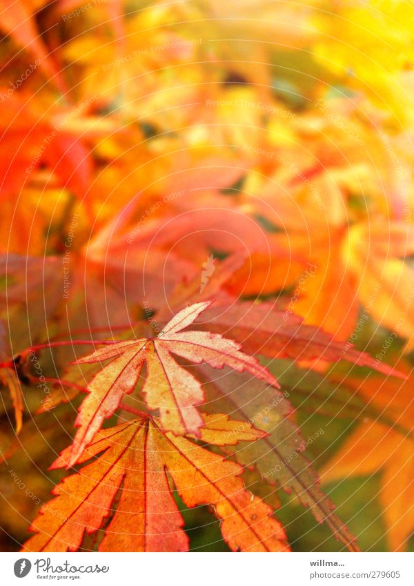 Norway maple in autumn rush Autumnal colours Nature Plant Beautiful weather Leaf Yellow Orange Red Colour noise Leaf canopy Bright Colours