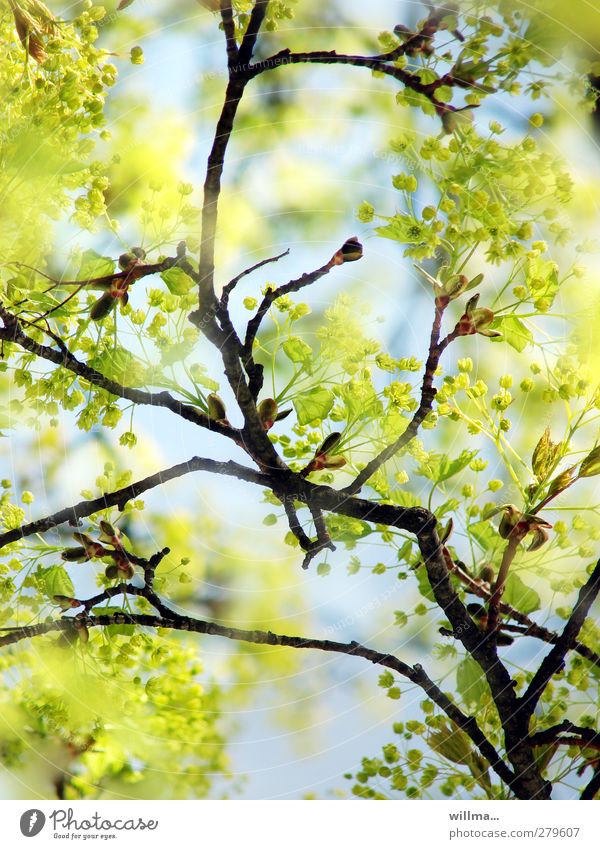 lime tree in spring Spring colours Nature Lime tree Lime flower Plant Beautiful weather Tree Blossoming Green Branch Bright green lime green