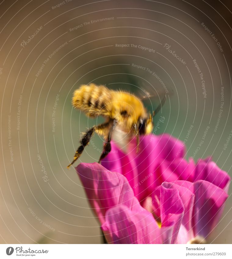 terrorkind.always.makes.such.dark.gray.shit. Flower Blossom Magenta Pink Bee Sprinkle Accumulate Honey Movement Blur Motion blur Flying Wing In transit