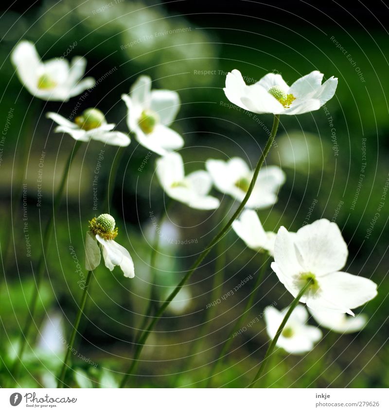 2 colours from my garden Nature Plant Summer Beautiful weather Flower Blossom Garden Blossoming Growth Near Green White Change Colour photo Exterior shot