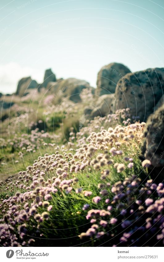 Land's End Flora Environment Nature Landscape Plant Sky Sun Summer Beautiful weather Flower Grass Blossom Foliage plant Meadow Rock Coast Stone Blossoming