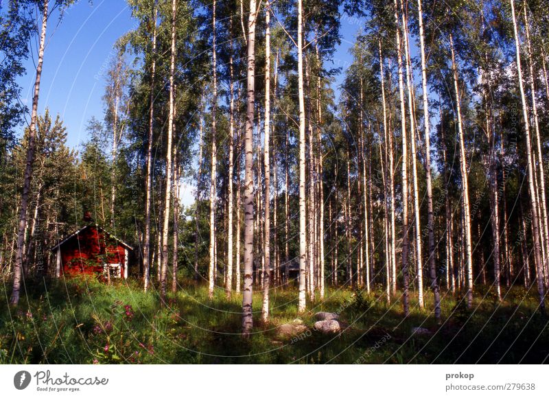 Nordic Hideaway Environment Nature Landscape Plant Sky Cloudless sky Weather Beautiful weather Tree Grass Forest Hut Free Calm Loneliness Protection