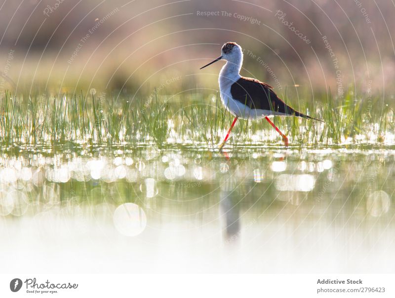 Wild bird walking on water Bird Water Stilt belena lagoon Guadalajara Spain Walking Sunbeam Grass Green Weather Nature Animal wildlife Beak Landscape Flying