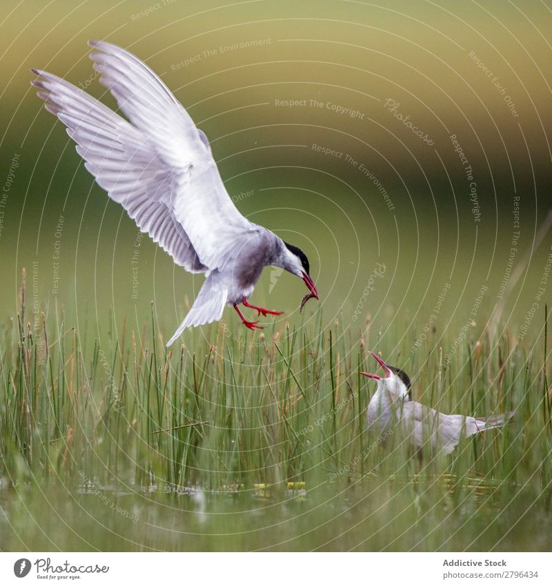 Wild bird with eating in beak on grass Bird Beak Eating belena lagoon Guadalajara Spain bringing To feed Food Grass White Green Weather Nature Animal wildlife