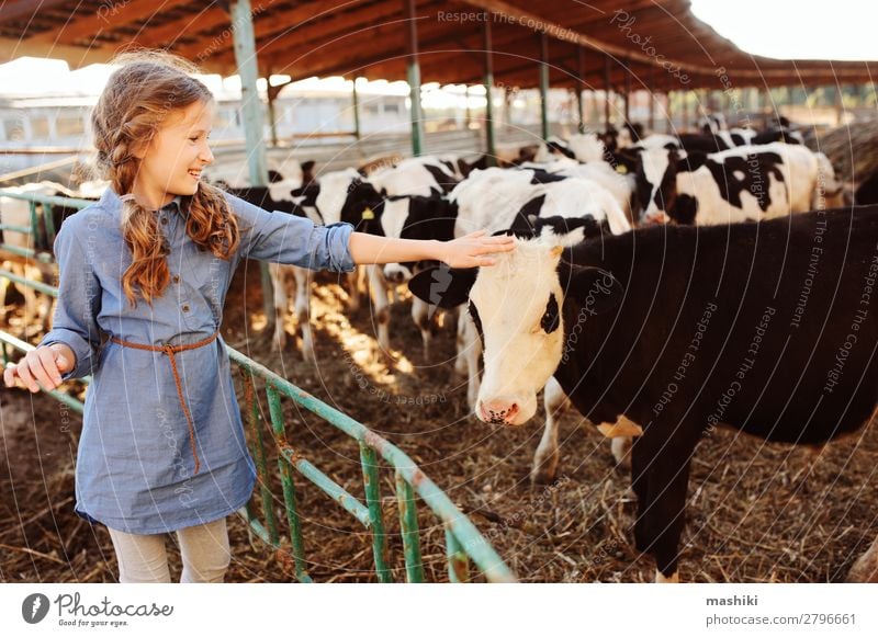 kid girl feeding calf on cow farm. Lifestyle Vacation & Travel Summer Child Infancy Environment Nature Landscape Village Cow Herd Feeding Authentic Friendliness