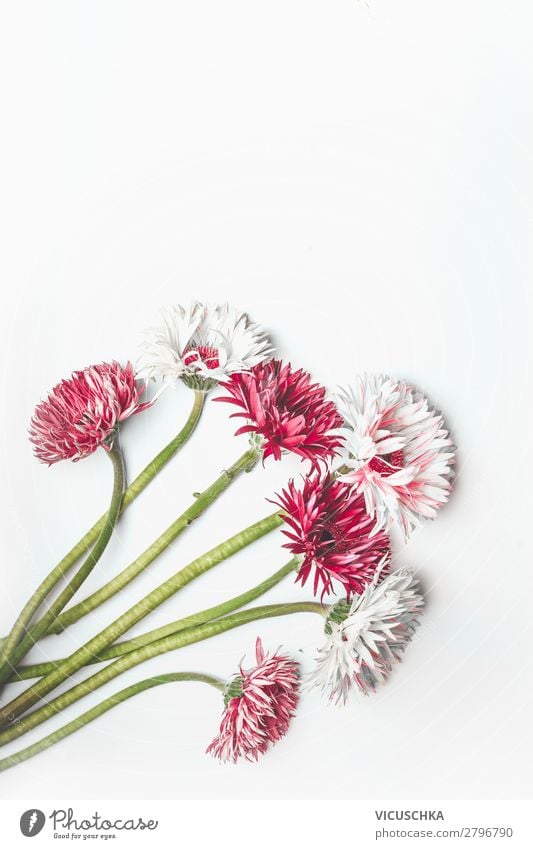 Red and white Gerbera bundle on white Style Design Feasts & Celebrations Nature Plant Flower Leaf Blossom Decoration Bouquet Pink White red bunch desk