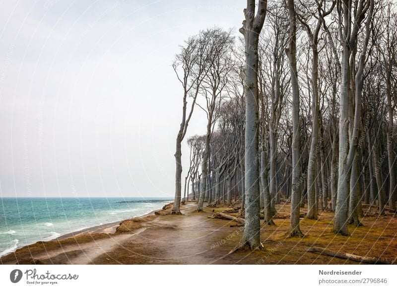 Ghost forest Nienhagen Vacation & Travel Tourism Ocean Waves Nature Landscape Elements Water Sky Clouds Bad weather Wind Tree Grass Forest Baltic Sea