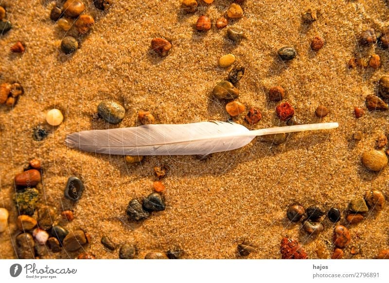 Feather on the beach Beach Nature Sand Bird Beautiful Soft White Seagull pebble Fluffy Animal Doomed still life Colour photo Close-up Macro (Extreme close-up)
