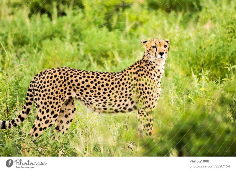 Cheetah walking in the savannah Beautiful Vacation & Travel Safari Nature Animal Park Cat Wild Samburu Africa african animals big Carnivore Kenya Mammal