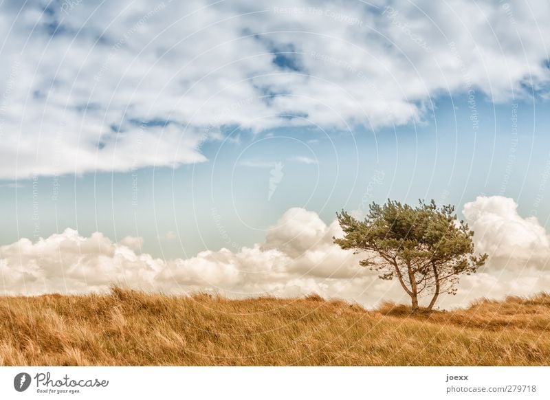 Good day Nature Landscape Sky Clouds Horizon Summer Beautiful weather Wind Tree Field Blue Brown Green White Idyll Environment Colour photo Exterior shot