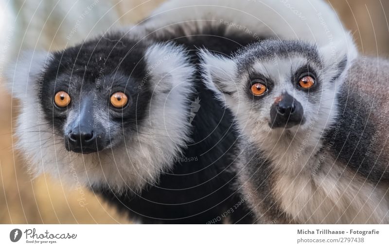 In the view of the monkey duo Nature Animal Sunlight Beautiful weather Wild animal Animal face Pelt Monkeys Ring-tailed Lemur Variegated Lemur Half-apes Eyes