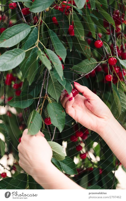 Woman picking cherry berries from tree Fruit Summer Garden Adults Hand Nature Tree Leaf Authentic Fresh Delicious Green Red agriculture Berries Cherry Farm food