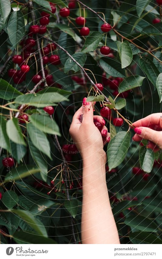 Woman picking cherry berries from tree Fruit Summer Garden Adults Hand Nature Tree Leaf Authentic Fresh Delicious Green Red agriculture Berries Cherry Farm food