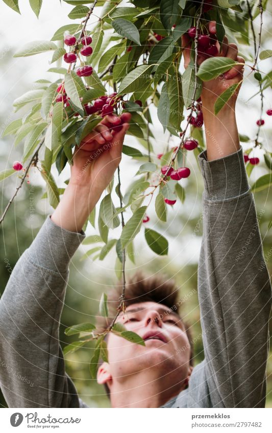 Young man picking cherry berries from tree Fruit Summer Garden Work and employment Boy (child) Man Adults Hand Nature Tree Leaf Authentic Fresh Delicious Green