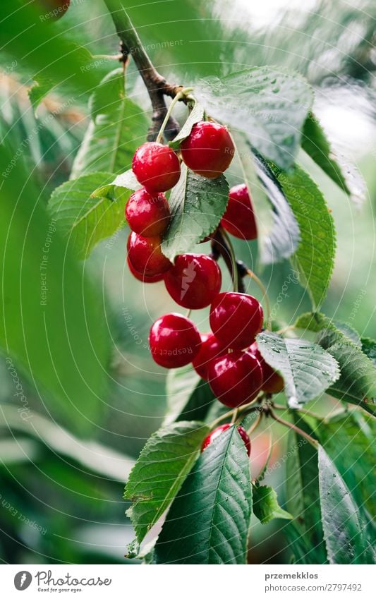 Closeup of ripe red cherry berries on tree among green leaves Fruit Summer Garden Nature Tree Leaf Authentic Fresh Delicious Green Red agriculture Berries