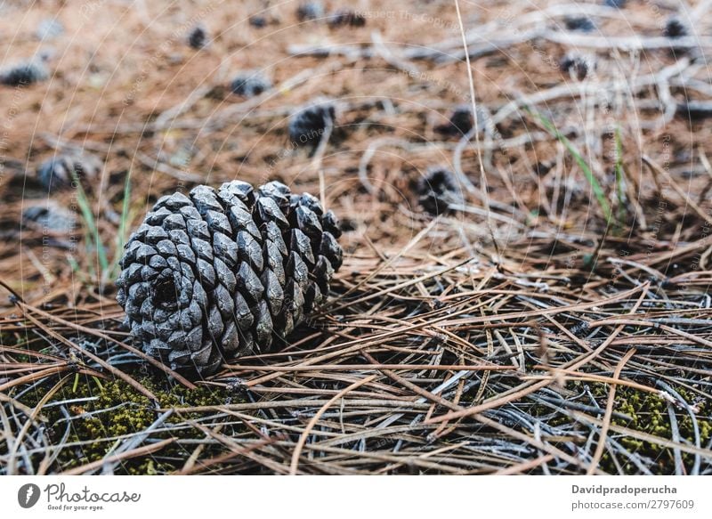 Conifer cones sitting on dry pine leaves on the ground Pine cone Wood Leaf Dry Seasons Cone Environment Plant Tree Nature Forest Brown Colour Consistency