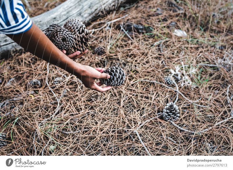 Woman picking up conifer cones near a big tree trunk Ethnic Pine cone Forest Conifer Wood Black Leaf Dry Seasons Crops Unrecognizable Faceless Hand Anonymous