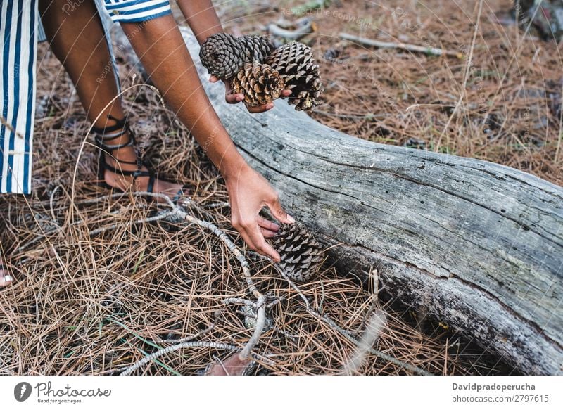 Woman picking up conifer cones near a big tree trunk Ethnic Pine cone Forest Conifer Wood Black Leaf Dry Seasons Crops Unrecognizable Faceless Hand Anonymous