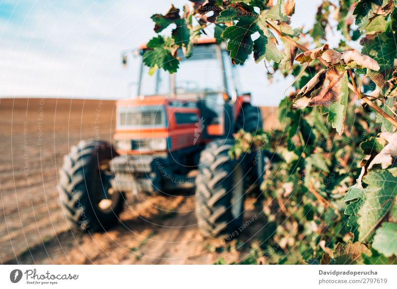 Tractor in a vineyard Machinery Transport Wine Vineyard Nature Field Production Agriculture Rural Farm Engines Wheel Winery Harvest Summer Background picture