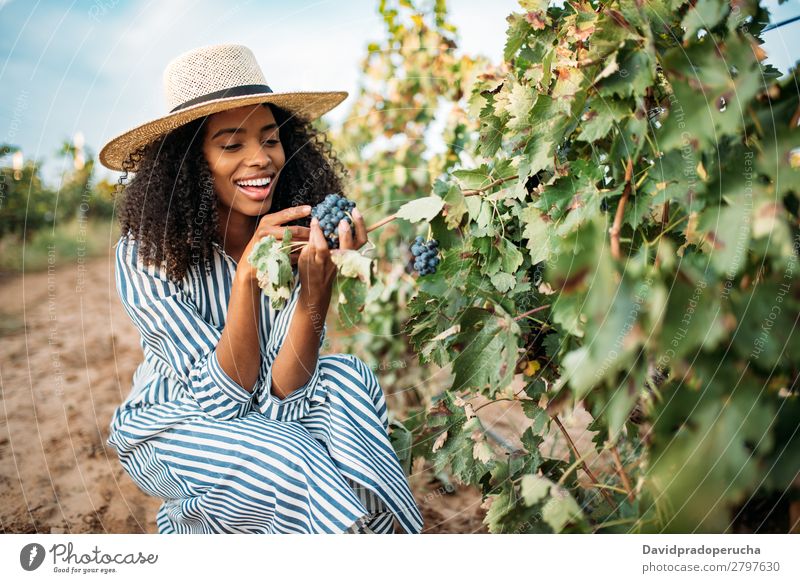 Young black woman eating a grape in a vineyard Winery Vineyard Woman Black Ethnic Bunch of grapes Smiling Horizontal Organic African Harvest Happy Agriculture