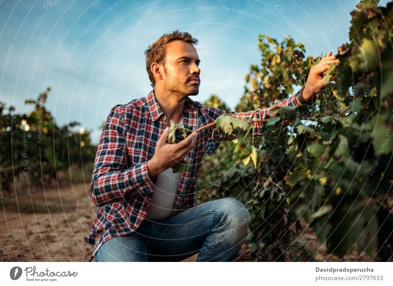 Man in vineyard Winery Vineyard Bunch of grapes Organic bunch Accumulation Harvest Agriculture Green White Rural tasting grab Caucasian Spain Industry Nature