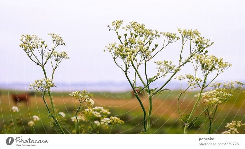 limfjordlicht Nature Landscape Plant Elements Water Horizon Summer Beautiful weather Blossom Wild plant Coast Fjord Authentic Flexible Life Jutland Denmark