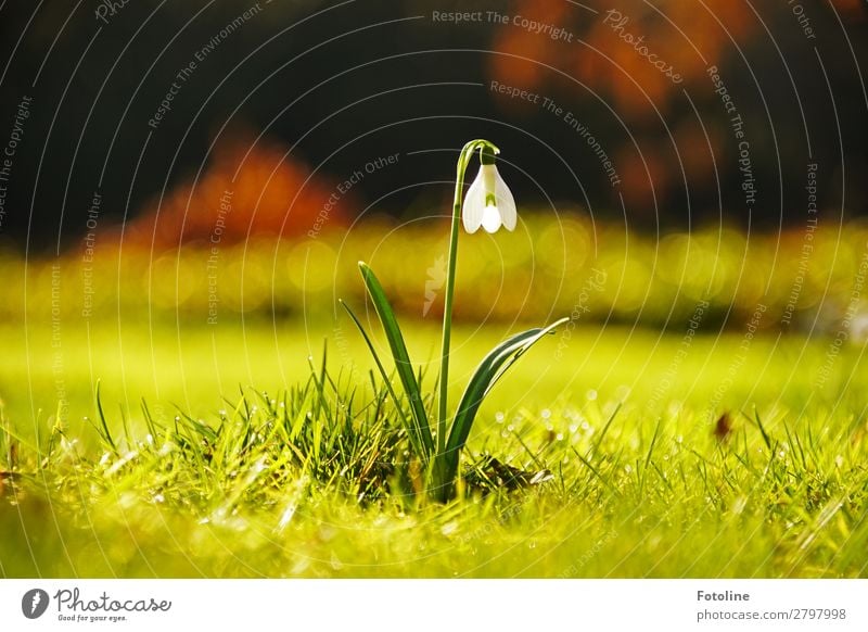 Daffodils in the rain - a Royalty Free Stock Photo from Photocase