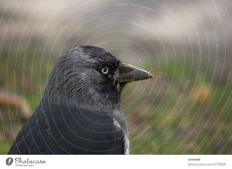 Surveillance (raven) Animal Bird Raven birds Crow 1 Observe Gray Black Cool (slang) Safety Protection Watchfulness Power tranquillity Colour photo Exterior shot