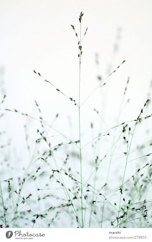 grasses Nature Plant Grass Blue Fine Colour photo Exterior shot Day