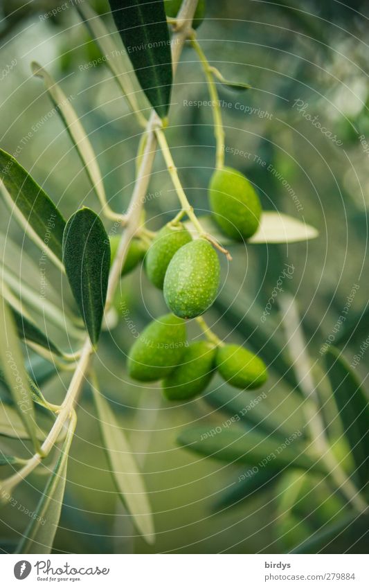Olive fruits on an olive tree, closeup Olive tree Olive leaf Summer Tree Plant Agricultural crop Hang Growth Oleiferous fruit Authentic Fragrance Sustainability