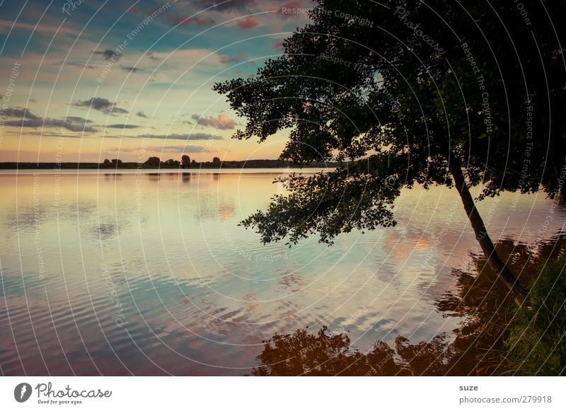 The lake rests still Calm Environment Nature Landscape Elements Water Sky Clouds Horizon Summer Beautiful weather Tree Meadow Lakeside Authentic Dark Natural