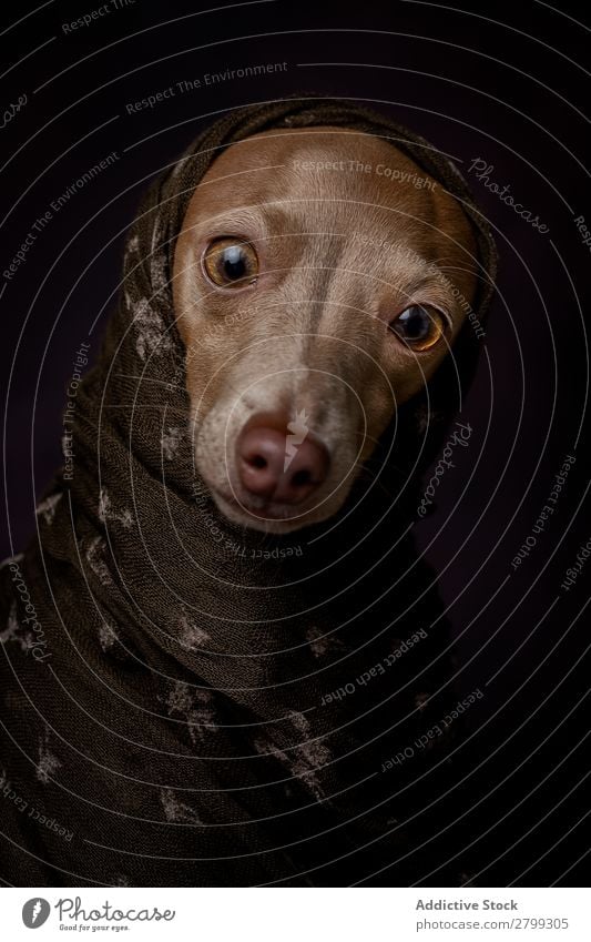 Italian Greyhound dog with Arabian Hijab Dark Costume Friendship Portrait photograph Happiness Italian greyhound Niqab Friendliness Dog Funny Art galgo Happy