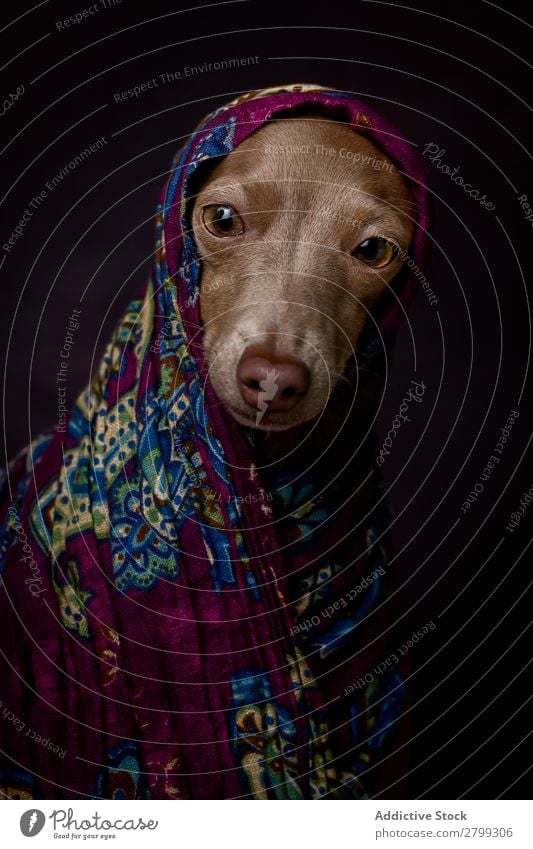 Italian Greyhound dog with Arabian Hijab Dark Costume Friendship Portrait photograph Happiness Italian greyhound Niqab Friendliness Dog Funny Art galgo Happy