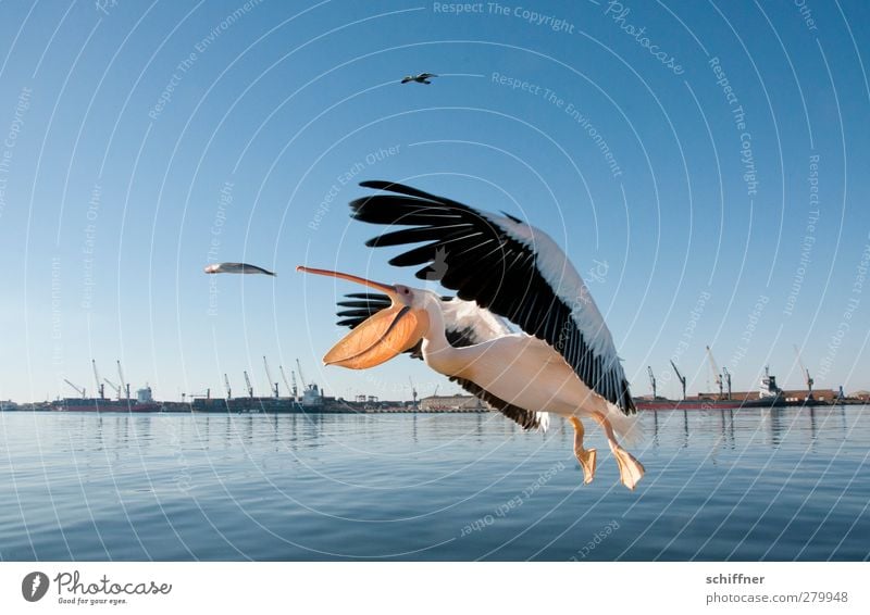 uuuuuand haps! Landscape Animal Wild animal Bird Fish Catch Flying Feeding Judder Pelican Herring Harbour Crane Strike Happy Walvis bay Namibia Colour photo