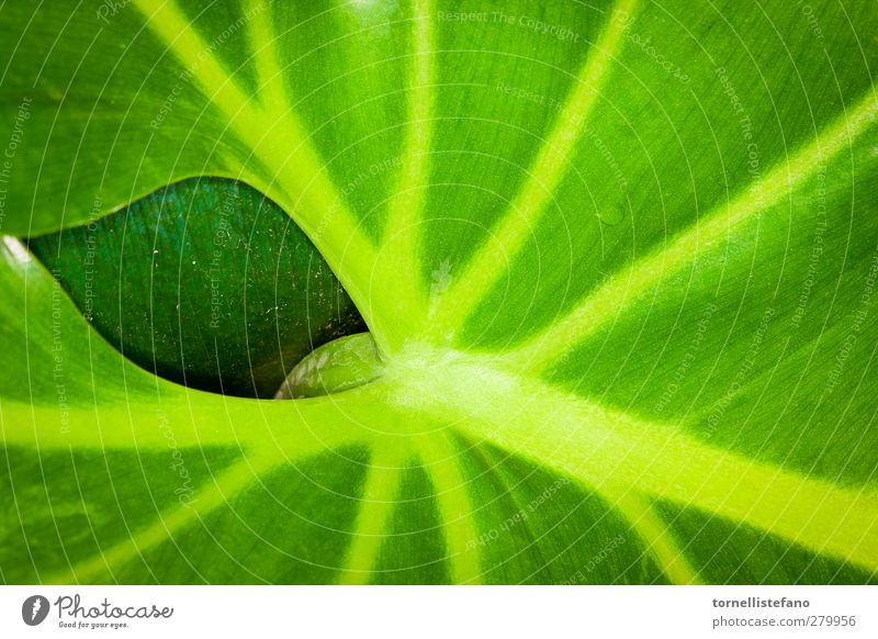 a leaf behind a leaf background Botany Close-up Colour Plant Leaf Green Earth hole Houseplant Nature Veins waxy Delicious