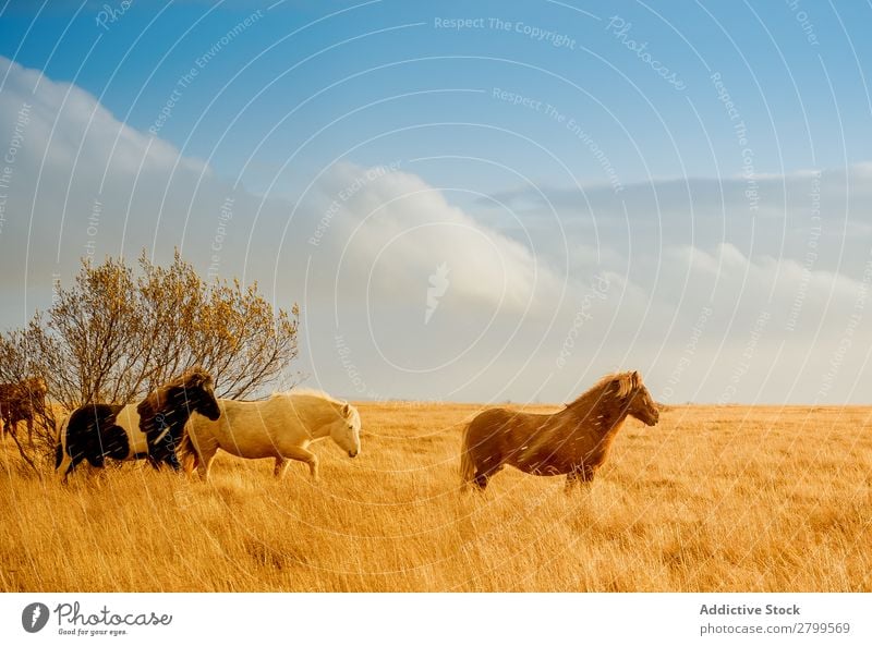 Wild horses in golden field Horse Iceland Field Gold Valley Beautiful Animal Meadow Landscape Nature Herd Group Remote Sunlight Bright Vacation & Travel Wind