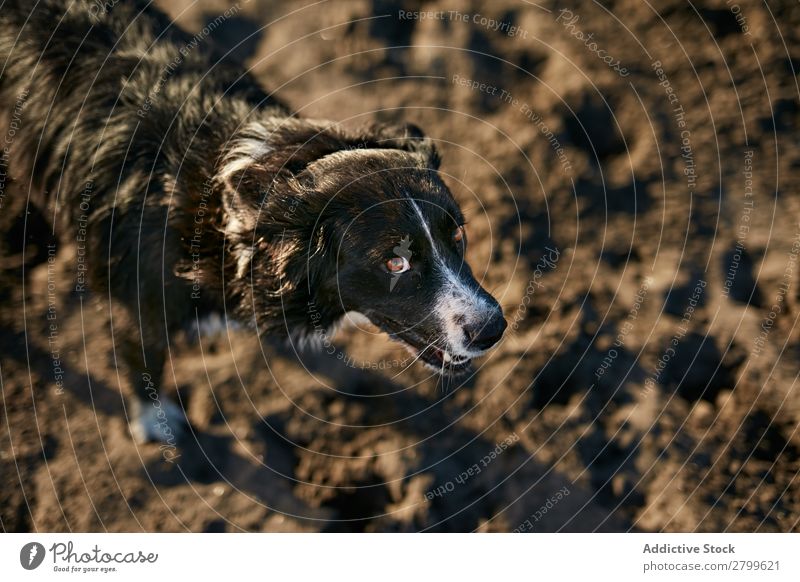 Funny dog sitting on beach Dog Beach Sand Breathe Sunbeam Day Pet Nature Summer Animal Happy Joy Deserted Domestic Purebred Cute Lovely Sweet Coast Rest