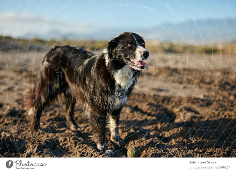 Funny dog sitting on beach Dog Beach Sand Breathe Sunbeam Day Pet Nature Summer Animal Happy Joy Deserted Domestic Purebred Cute Lovely Sweet Coast Rest