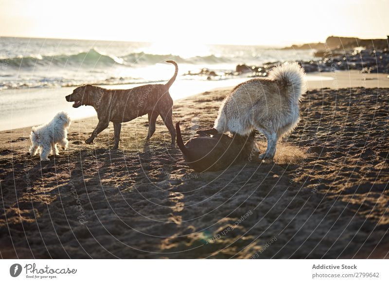 Dogs running near waving sea Beach Playing Ocean Sunlight Running Sand Funny Sunbeam Day Pet Nature Summer Animal Happy Waves Water Joy Deserted Domestic