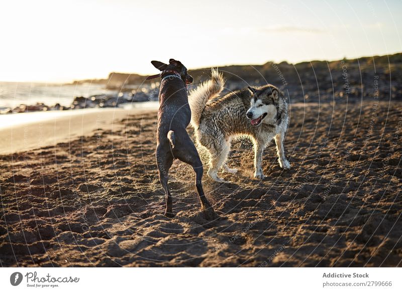 Dogs running near waving sea Beach Playing Ocean Sunlight Running Sand Funny Sunbeam Day Pet Nature Summer Animal Happy Waves Water Joy Deserted Domestic