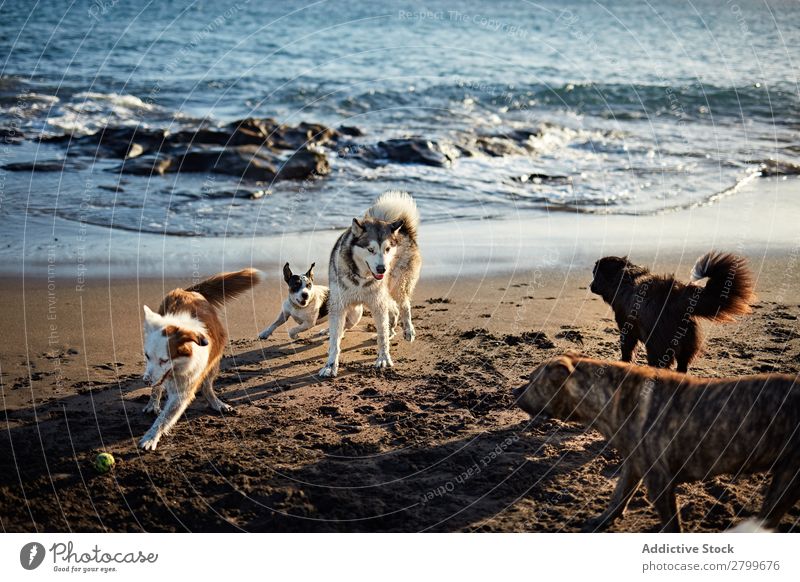 Dogs running near waving sea Beach Playing Ocean Running Sand Funny Sunbeam Day Pet Nature Summer Animal Happy Waves Water Joy Deserted Domestic Purebred Action
