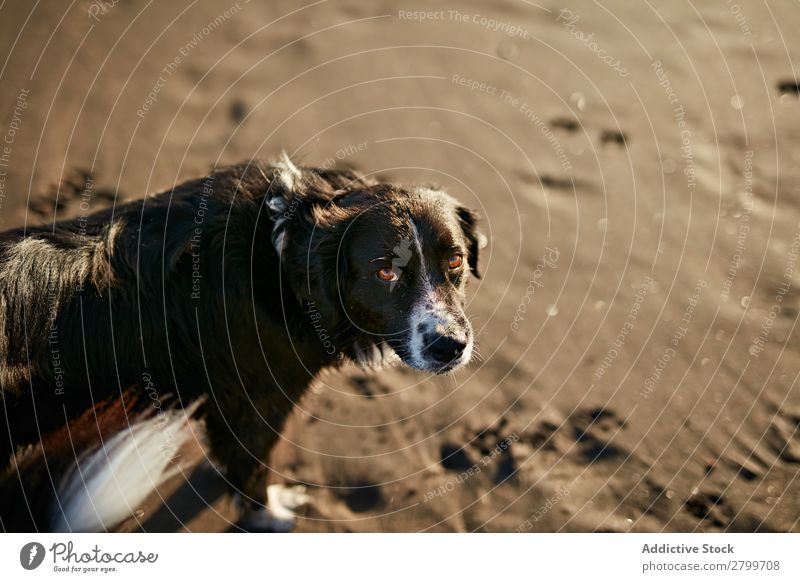 Funny dog on beach Dog Beach Sand Breathe Sunbeam Day Pet Nature Summer Animal Happy Joy Deserted Domestic Purebred Cute Lovely Sweet Coast Rest Relaxation