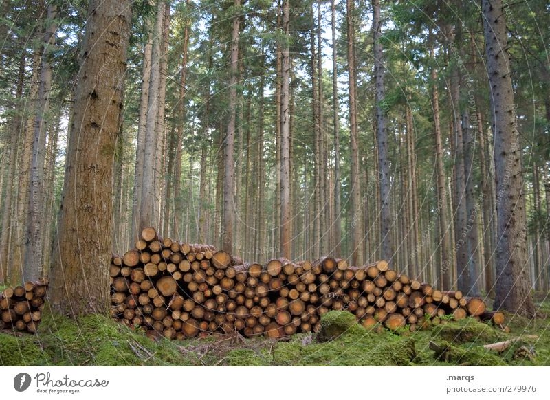 encampments Agriculture Forestry Environment Nature Tree Arrangement Wood Firewood Stack of wood Supply Black Forest Colour photo Exterior shot Deserted