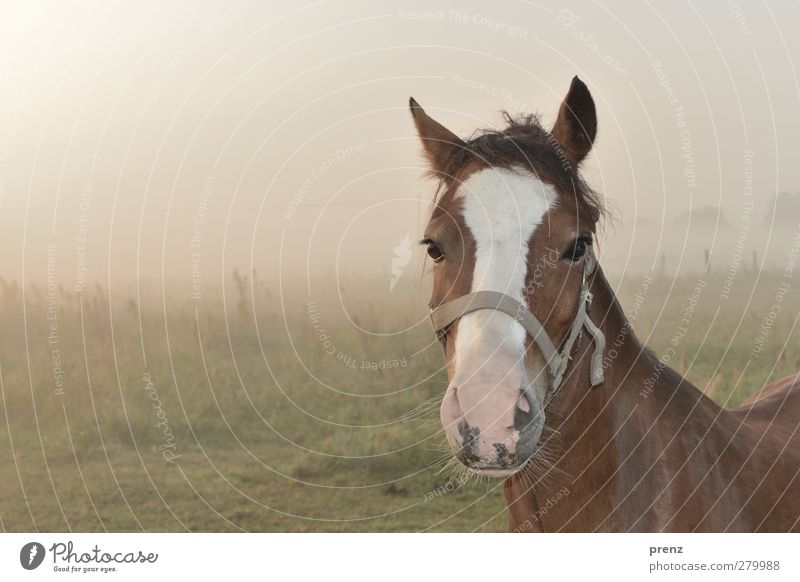 in the morning and still tired Environment Nature Landscape Animal Fog Farm animal Horse 1 Brown Green Horse's head Pasture Colour photo Exterior shot