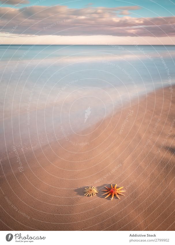 Starfish on sandy coast near sea Ocean Sand Coast Sky Clouds Waves Nature Beach Summer marine Vacation & Travel Trip Mollusk Deserted Exotic Tropical Water