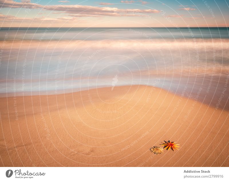 Starfish on sandy coast near sea Ocean Sand Coast Sky Clouds Waves Nature Beach Summer marine Vacation & Travel Trip Mollusk Deserted Exotic Tropical Water