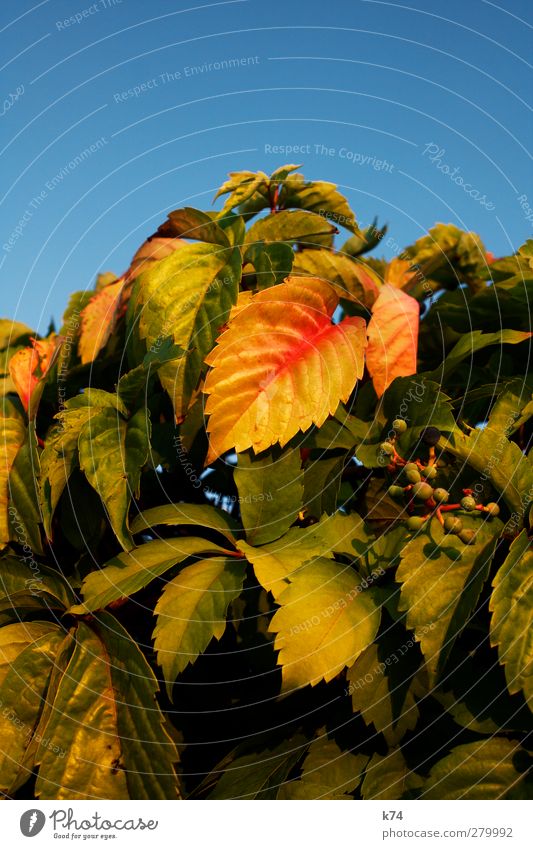 autumn Environment Nature Landscape Plant Sky Cloudless sky Bushes Leaf Foliage plant Garden Old Faded To dry up Warmth Blue Yellow Green Red Change Autumn