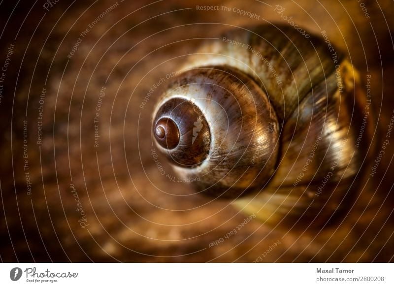 Common Periwinkle on a Wooden Background Seafood Exotic Summer Beach Ocean Nature Animal Coast River Natural Brown Black Dnieper Europe Kiev Ukraine Aquatic